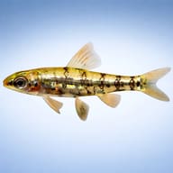 Green Dwarf Tetra (Odontocharacidium aphanes) side profile aquarium visual — representative image - view 3