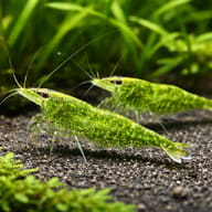 Two translucent green Green Jade Shrimp on dark gravel in a planted aquarium - view 2