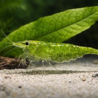 One translucent green Green Jade Shrimp on pale sand beside a broad green leaf - view 4