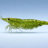 Side profile of one mottled green shrimp against a pale blue background - view 3
