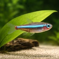 Green Neon Tetra swimming before a broad leaf above pale sand and wood - view 4