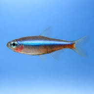 Side view of a Green Neon Tetra with an iridescent stripe against blue - view 3