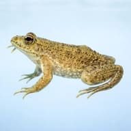 Green puddle frog — side profile on a plain background — representative image - view 3