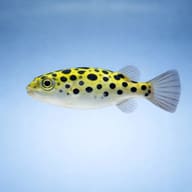 Green Spotted Puffer (Dichotomyctere nigroviridis) side profile showing rounded body — representative image - view 3