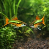 Green Swordtail (Xiphophorus hellerii) — Two Green Swordtails in a planted aquarium, representative illustration - view 2
