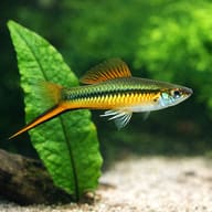 Green Swordtail (Xiphophorus hellerii) beside a broad-leaved plant, representative illustration — representative image - view 4