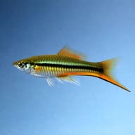 Green Swordtail (Xiphophorus hellerii) side profile, representative illustration — representative image - view 3
