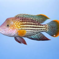 Green Terror Cichlid (Andinoacara rivulatus) side view — representative image - view 3