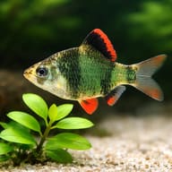 Green Tiger Barb close view showing fin and scale detail — representative image - view 4