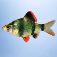 Green Tiger Barb side profile on a plain background — representative image - view 3