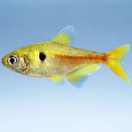 Griem's Tetra — side profile on a plain background — representative image - view 3