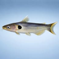 Günthers catfish — side profile on a plain background — representative image - view 3