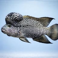 Stylised side-view illustration of a mature male Haitian Cichlid (Nandopsis haitiensis) - view 3