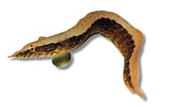 Curved Half-Banded Spiny Eel with dark mottling against white - view 5