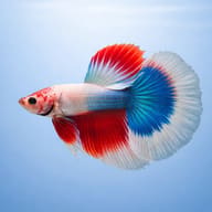 Half-moon Male Betta side profile on a plain background — representative image - view 3