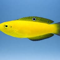 Canary wrasse - Marine Aquarium Livestock — Halichoeres Chrysus - Vibrant Wrasse for UK Aquariums - view 3