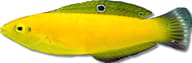 Canary wrasse - Marine Aquarium Livestock — Halichoeres Chrysus - Vibrant Wrasse for UK Aquariums - view 5