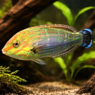 Tail-spot wrasse - Marine Aquarium Livestock — Halichoeres Melanurus - Vibrant Wrasse for UK Aquariums — representative image - view 1