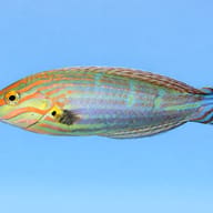 Tail-spot wrasse - Marine Aquarium Livestock — Halichoeres Melanurus - Vibrant Wrasse for UK Aquariums - view 3