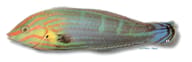 Tail-spot wrasse - Marine Aquarium Livestock — Halichoeres Melanurus - Vibrant Wrasse for UK Aquariums - view 5