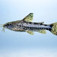 Hancock's Talking Catfish (Amblydoras hancockii) side view showing armoured doradid body shape — representative image - view 3