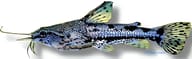 Hancock's Talking Catfish (Amblydoras hancockii) verified - view 5