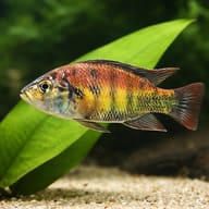 Haplochromis cribensis 3 — close view showing fin and scale detail — representative image - view 4
