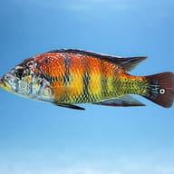 Haplochromis cribensis 3 — side profile on a plain background — representative image - view 3