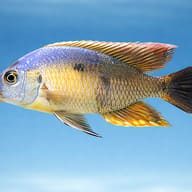 Haplochromis likoma 3 — side profile on a plain background — representative image - view 3