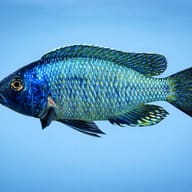 Haplochromis ovatus eastern 4 — side profile on a plain background — representative image - view 3