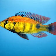 Haplochromis sp. yellow belly 3 — side profile on a plain background — representative image - view 3