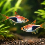 Harlequin pair in a planted aquarium — representative image - view 2