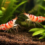 Harlequin Sulawesi Shrimp group on biofilm-covered stone — representative image - view 2