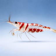 Side view of Harlequin Sulawesi Shrimp red and white pattern — representative image - view 3