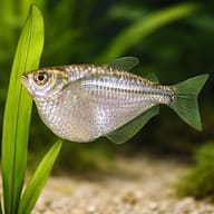 Silver Hatchetfish scale and body shape reference image (Gasteropelecus sternicla) — representative image - view 4