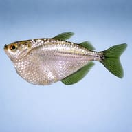 Side view of Silver Hatchetfish showing the hatchet-shaped body (Gasteropelecus sternicla) — representative image - view 3