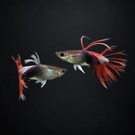 Half Black Red Crowntail guppies on a dark background, showing the red crowntail rays extending past the tail edge - view 2