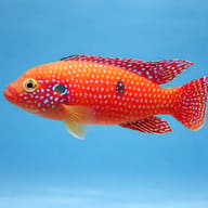 Hemichromis guttatus 3,5 — side profile on a plain background — representative image - view 3