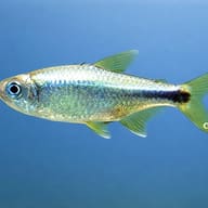 Hemigrammus armstrongi 1 — side profile on a plain background — representative image - view 3