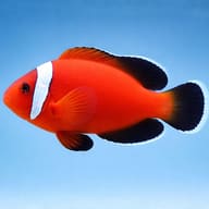 Legacy clownfish image that does not show the Magnificent Sea Anemone supplied on this page - view 3