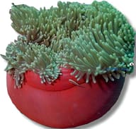 Supplier identity reference for a Magnificent Sea Anemone with greenish tentacles and a coloured column; source watermark - view 5