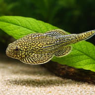 Sewellia lineolata close view showing fin and scale detail — representative image - view 4