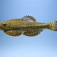 Sewellia lineolata side profile on a plain background — representative image - view 3