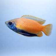 Honey Gourami (Trichogaster chuna) profile visual - view 3