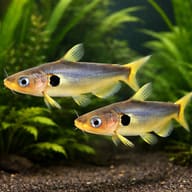 Horabagrus nigrocoral 5 — pair in a planted aquarium — representative image - view 2