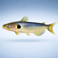 Horabagrus nigrocoral 5 — side profile on a plain background — representative image - view 3