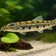 Horseface loach — close view showing fin and scale detail — representative image - view 4