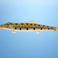Horseface loach — side profile on a plain background — representative image - view 3
