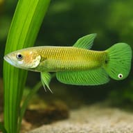 Howong Betta — close view showing fin and scale detail — representative image - view 4