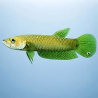 Howong Betta — side profile on a plain background — representative image - view 3